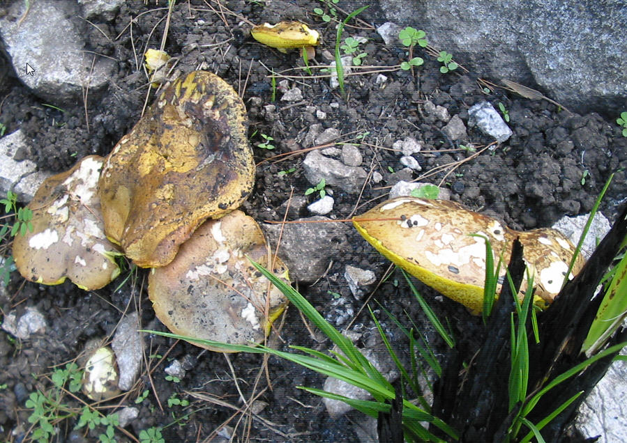 Suillus collinitus?